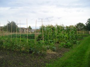 View of the allotment in early Sept