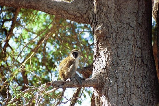 Vervet Monkey