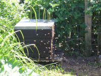 A swarm arrives at my bait hive.