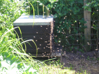 The swarm settling into it's new home.